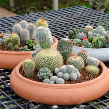 15904129-cactus-in-pot-Stock-Photo