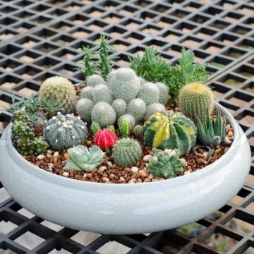 6046996-cactus-in-pot
